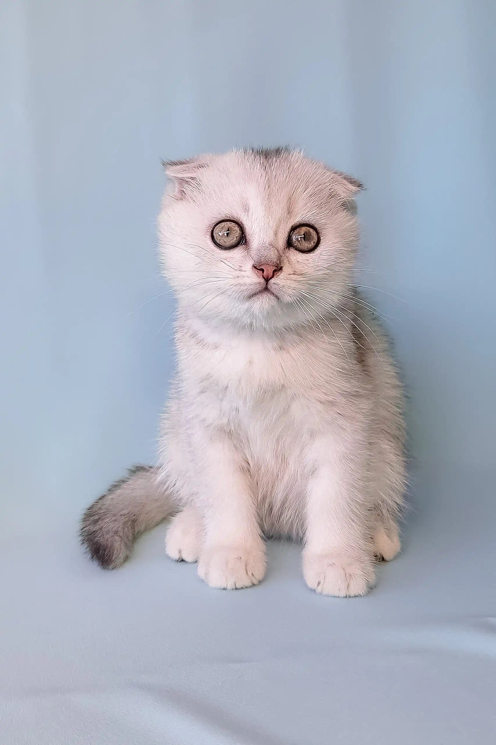 Silver Munchkin Fold Kittens Christian Scottish Fold Kitten Sweet