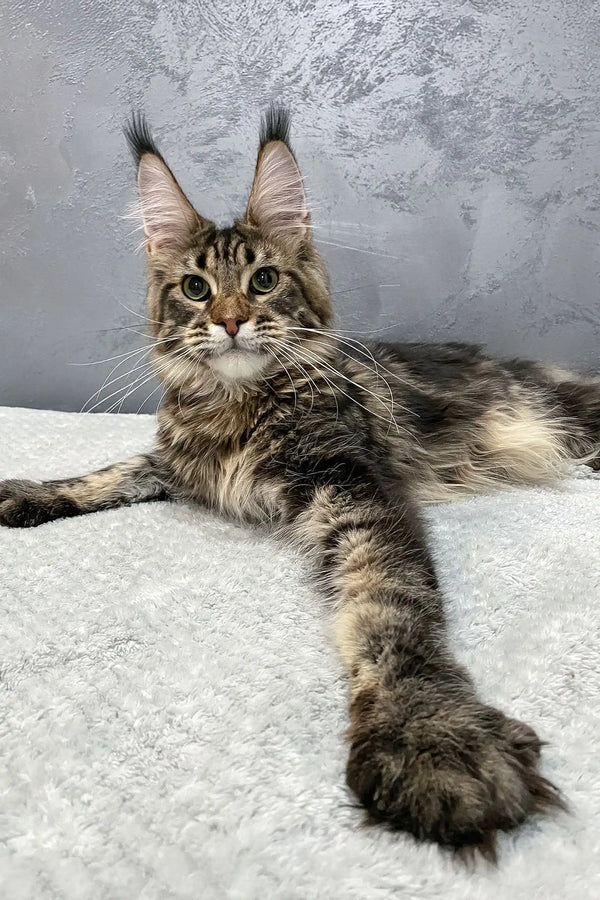 Maine Coon kitten Christos showcasing fluffy tail and unique ear tufts
