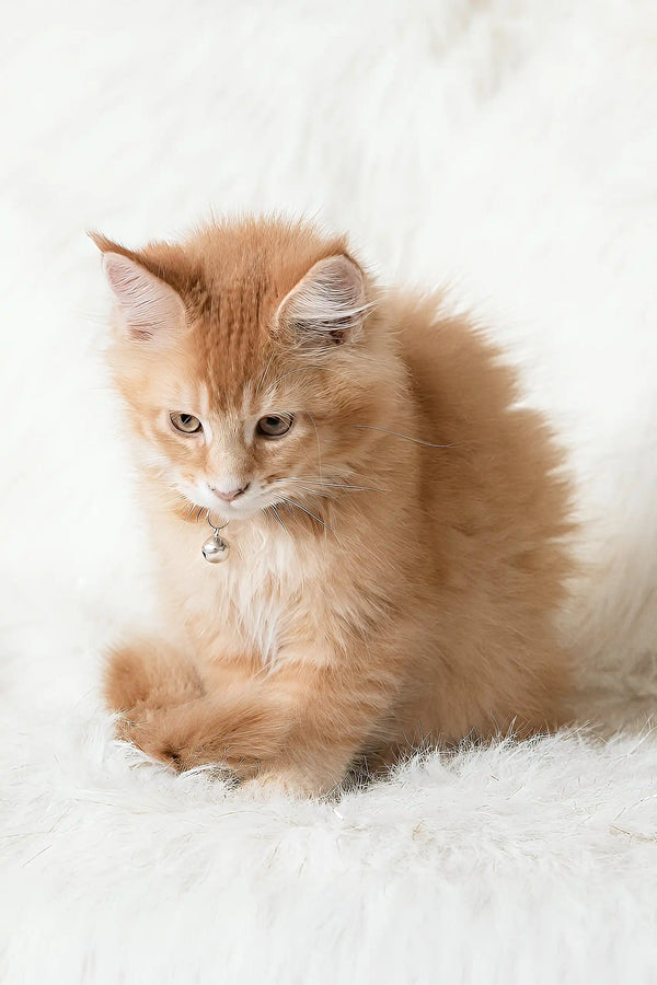 Fluffy ginger Maine Coon kitten named Cinnamon wearing a cute bell