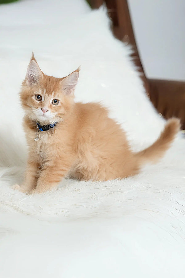 Cute Orange Maine Coon kitten named Cinnamon ready for cuddles and playtime