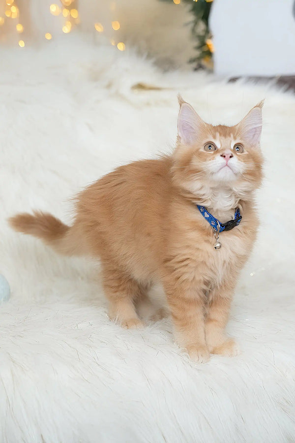 Adorable orange kitten named Cinnamon wearing a blue collar, a Maine Coon cutie