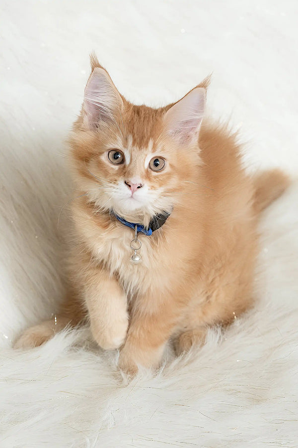 Adorable orange Maine Coon kitten named Cinnamon wearing a cute blue collar