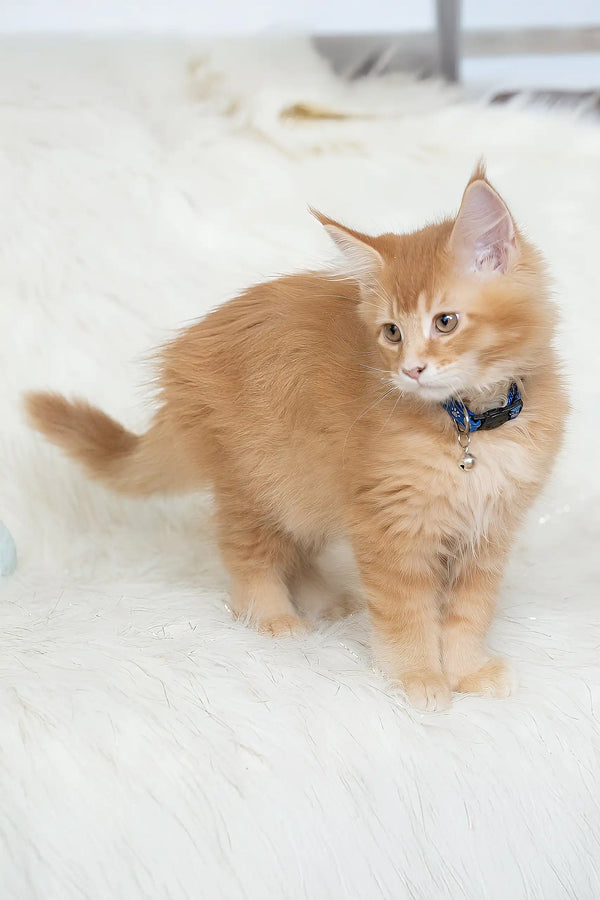 Cute orange Maine Coon kitten named Cinnamon wearing a blue collar