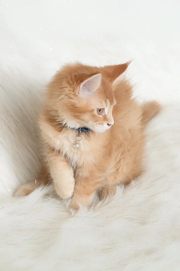 Orange tabby kitten named Cinnamon with a blue collar, perfect Maine Coon cutie