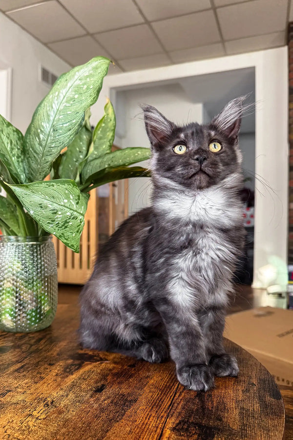 Gray and white Maine Coon kitten looking adorable in Clarius Maine Coon product