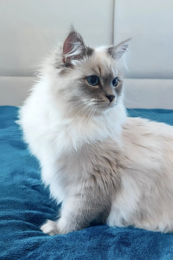 Coco | siberian kitten