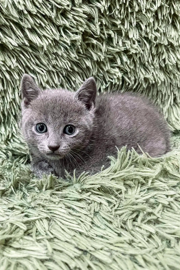 Gray kitten with striking blue eyes from the Colin Russian Blue Kitten product