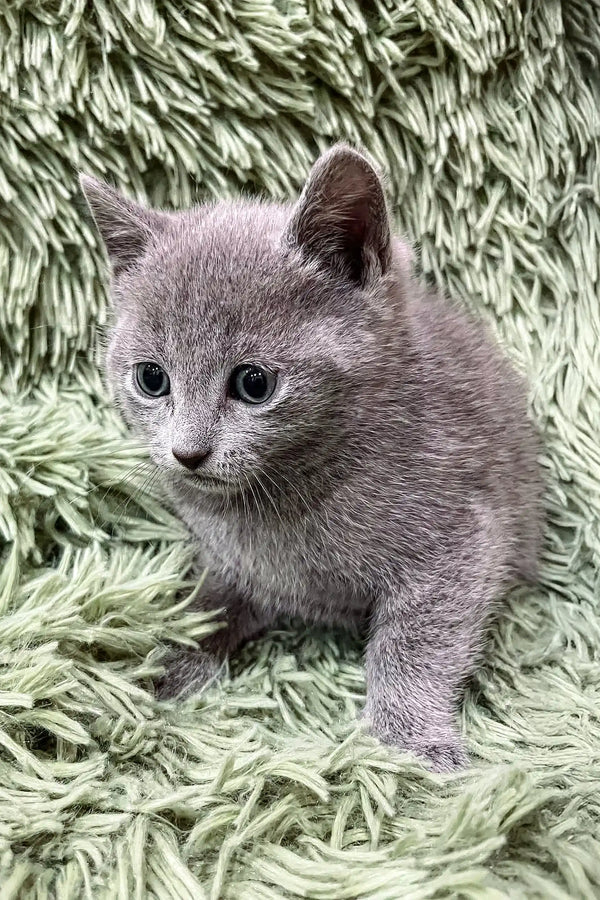 Adorable gray kitten Colin with wide eyes, perfect for Russian Blue lovers