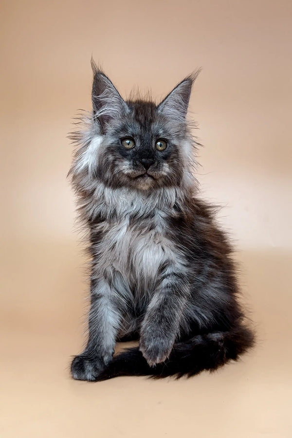 Fluffy gray Maine Coon kitten with ear tufts and alert expression in Colombia product