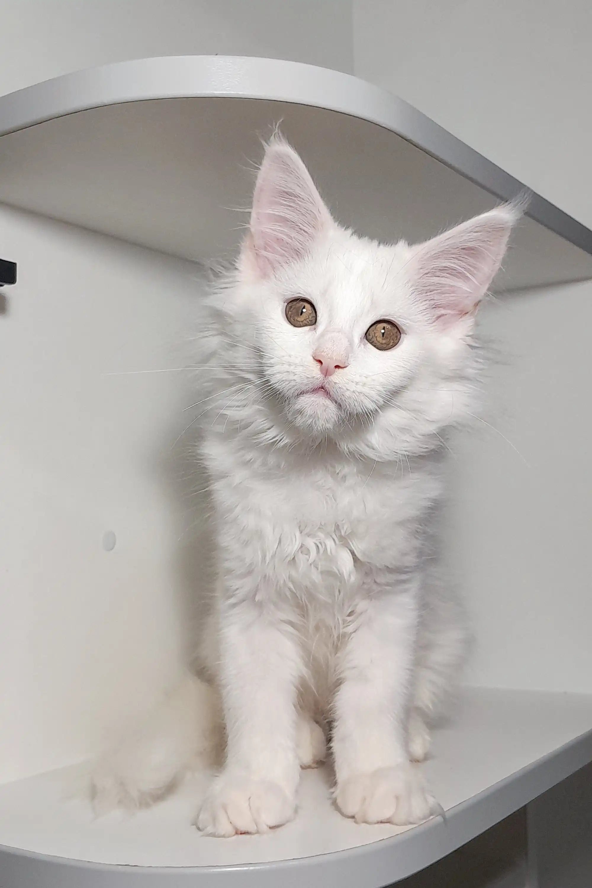 Maine Coon Kitten Pure White Cat For Sale Meet Venturo: Your