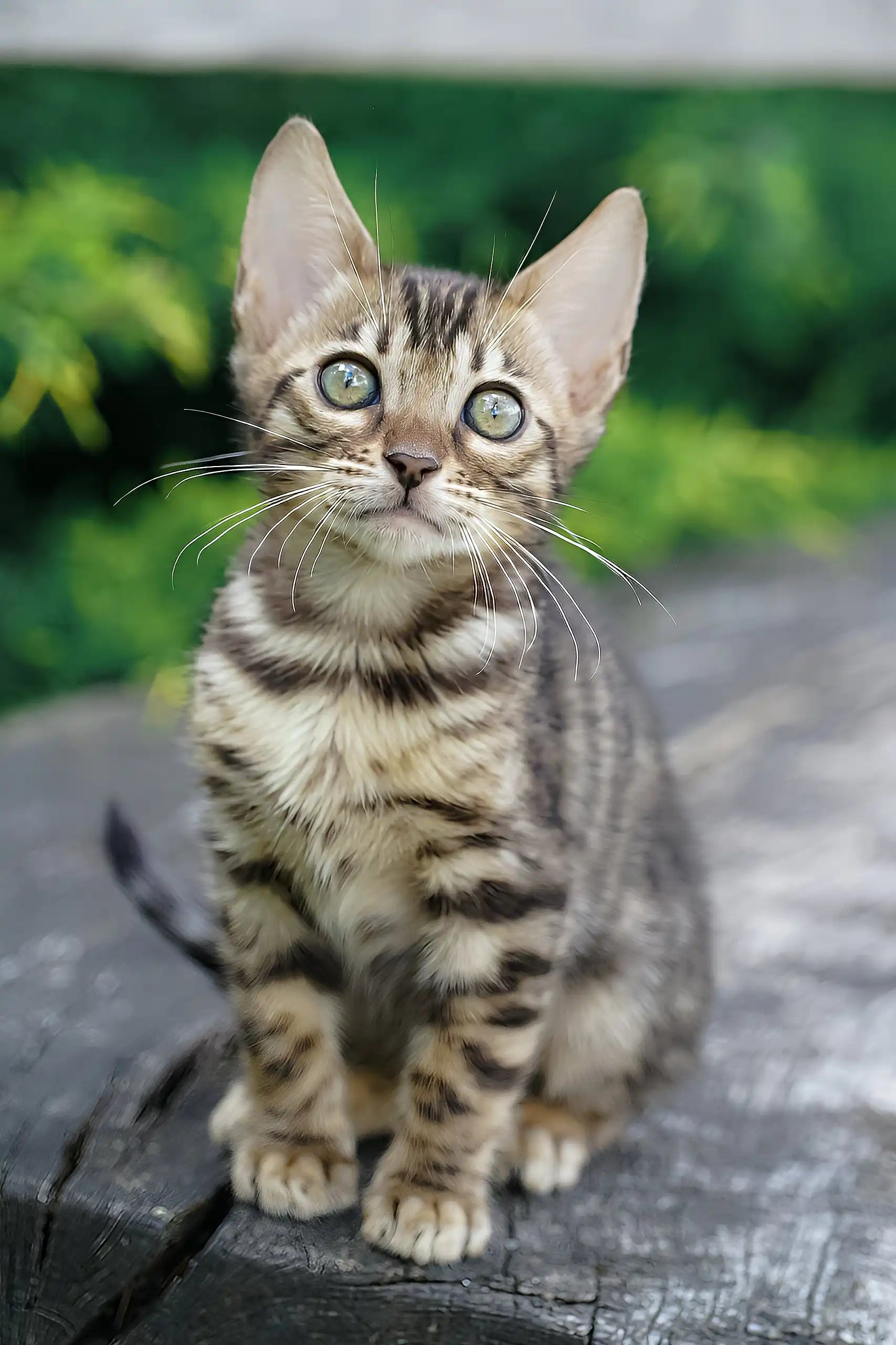 Meet Cosmos the Playful Bengal Kitten