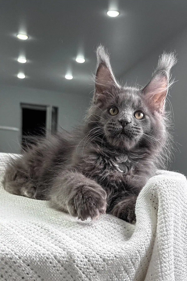 Gray Maine Coon cat with fluffy fur relaxing on a white blanket for Courageous Maine Coon Kitten