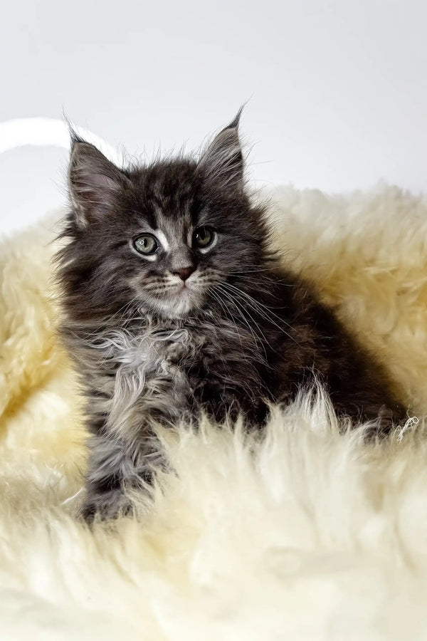 Cristian | maine coon kitte