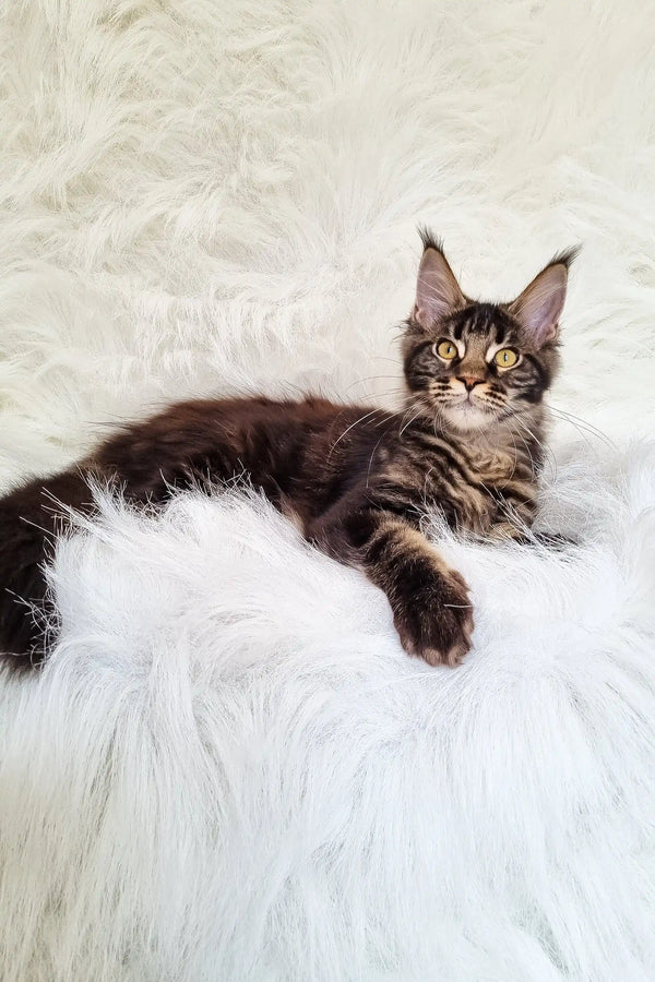 Daffi | maine coon kitten