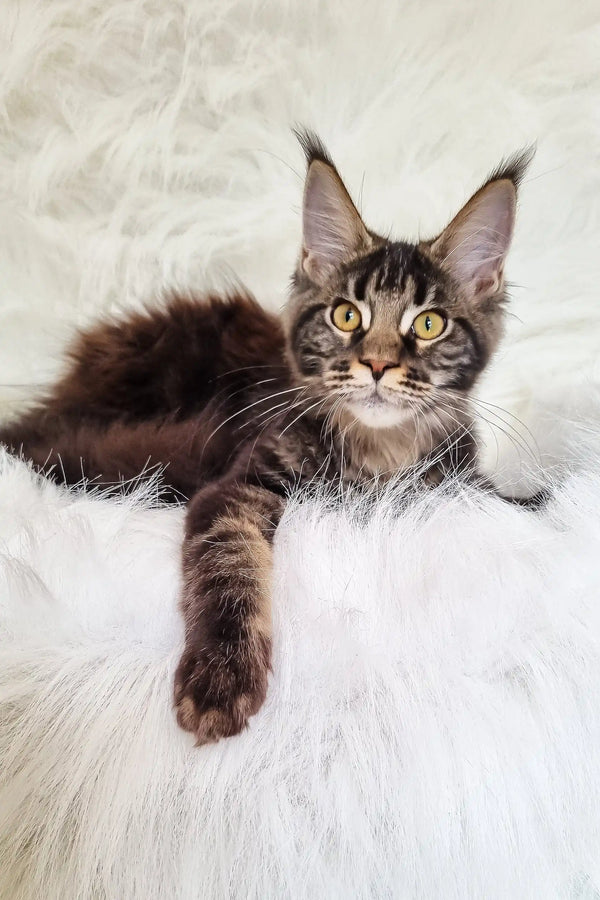 Daffi | maine coon kitten