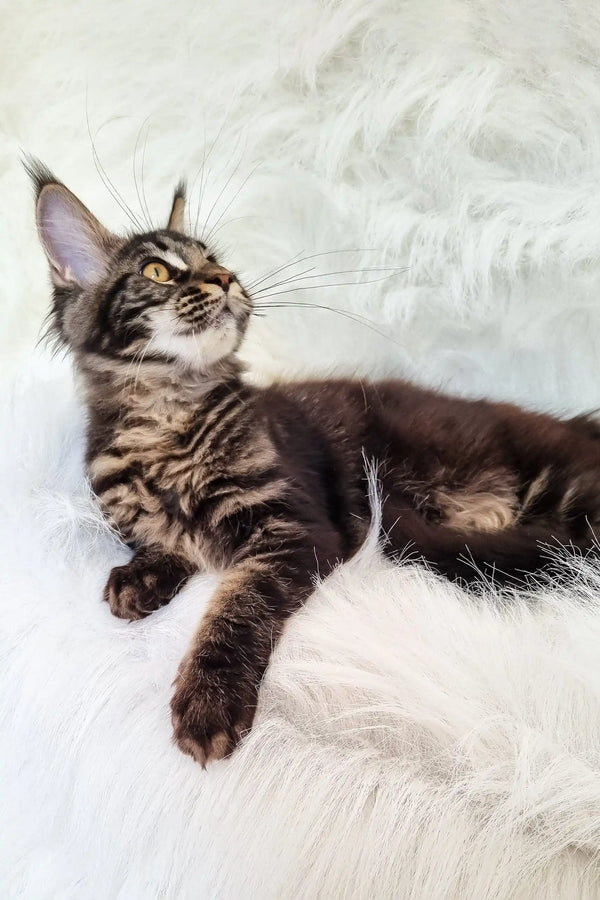 Daffi | maine coon kitten