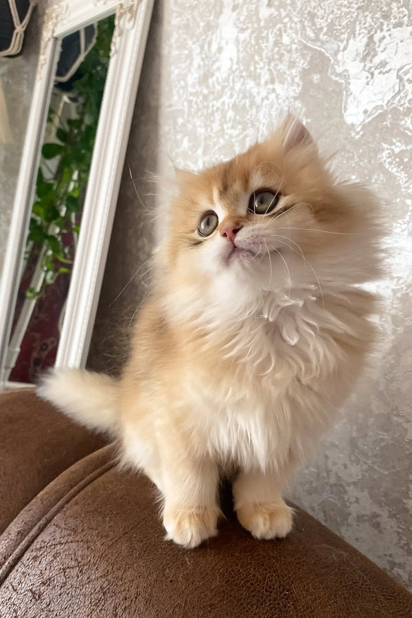 Daimon | british longhair kitten