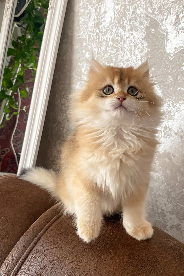 Daimon | british longhair kitten
