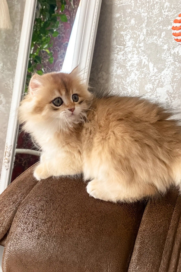 Daimon | british longhair kitten