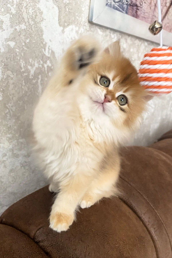Daimon | british longhair kitten