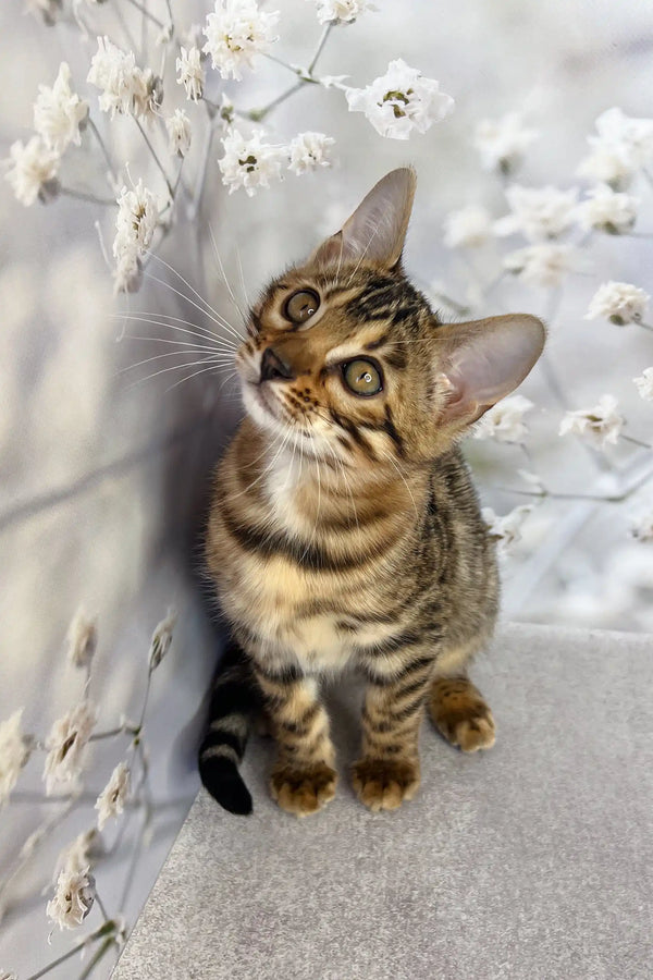 Cute striped tabby kitten featured in the Daisa Bengal Kitten product