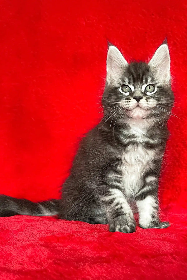 Gray and white tabby kitten from the Darwin Maine Coon Kitten collection