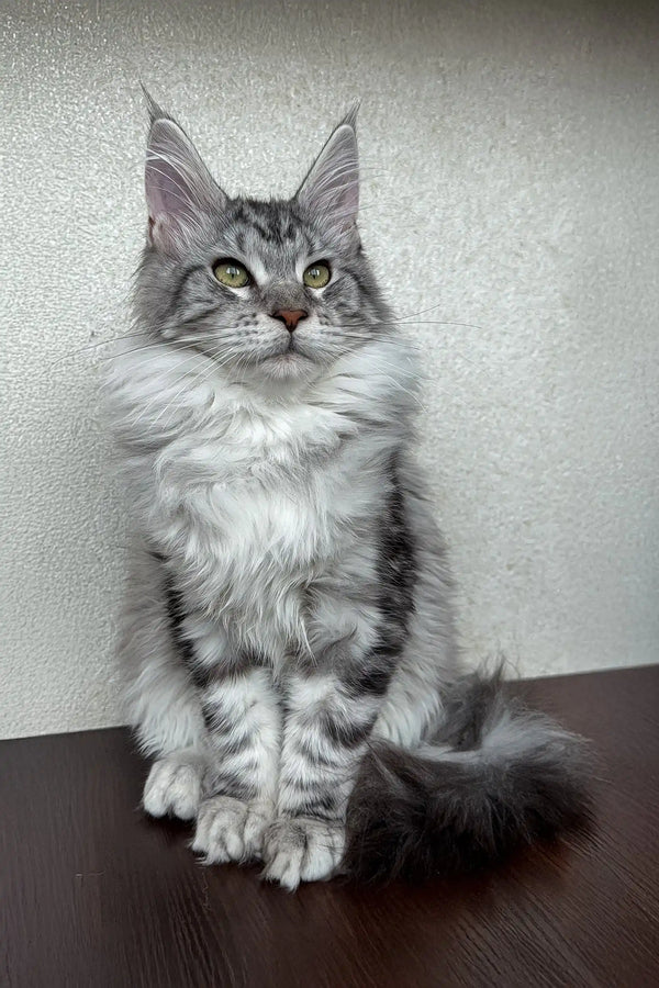 Dasha | maine coon kitten