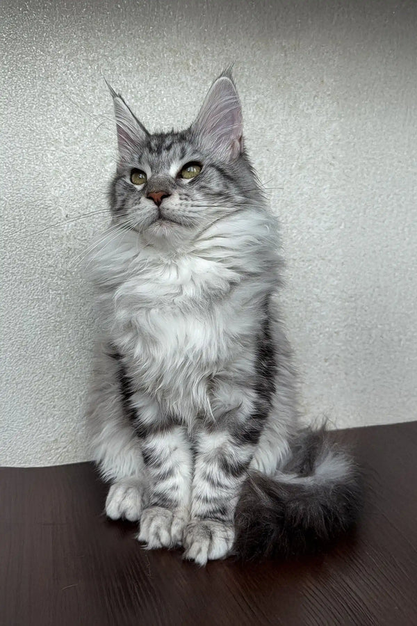 Dasha | maine coon kitten