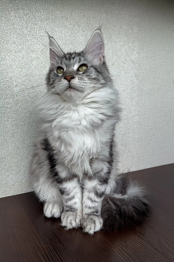 Dasha | maine coon kitten