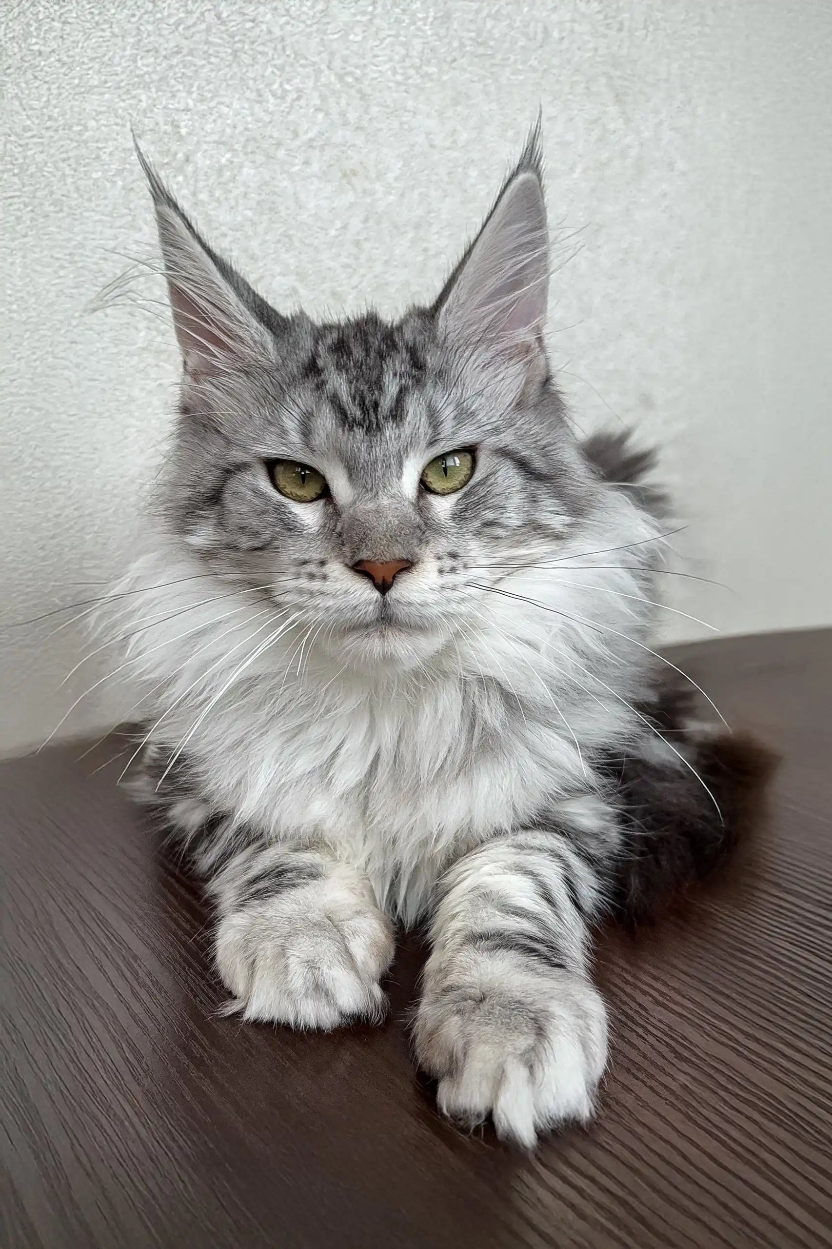 Meet Dasha: Adorable Black Maine Coon Kitten