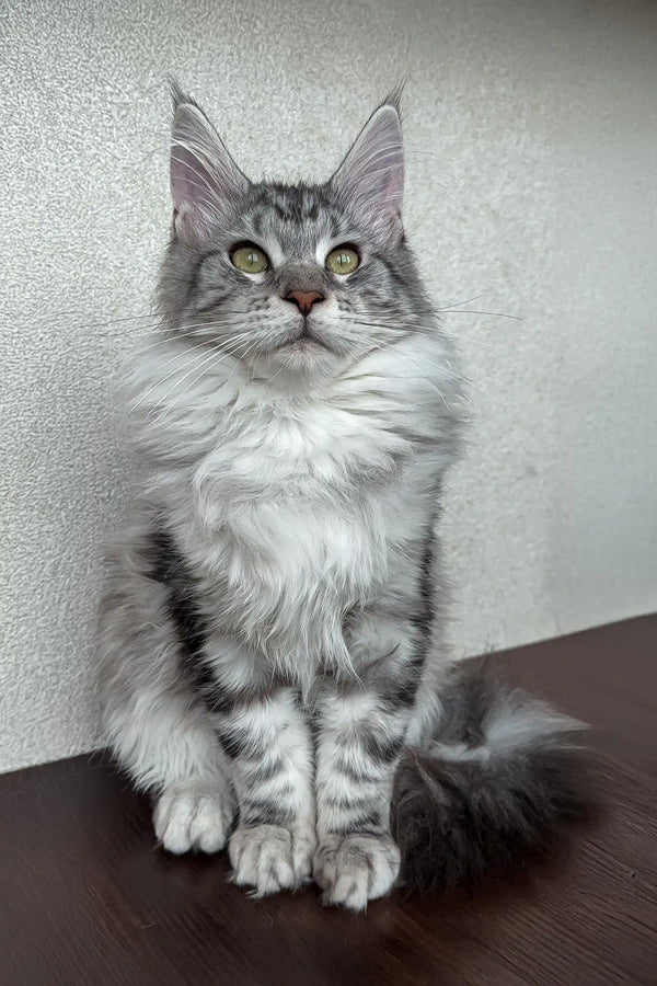 Dasha | maine coon kitten