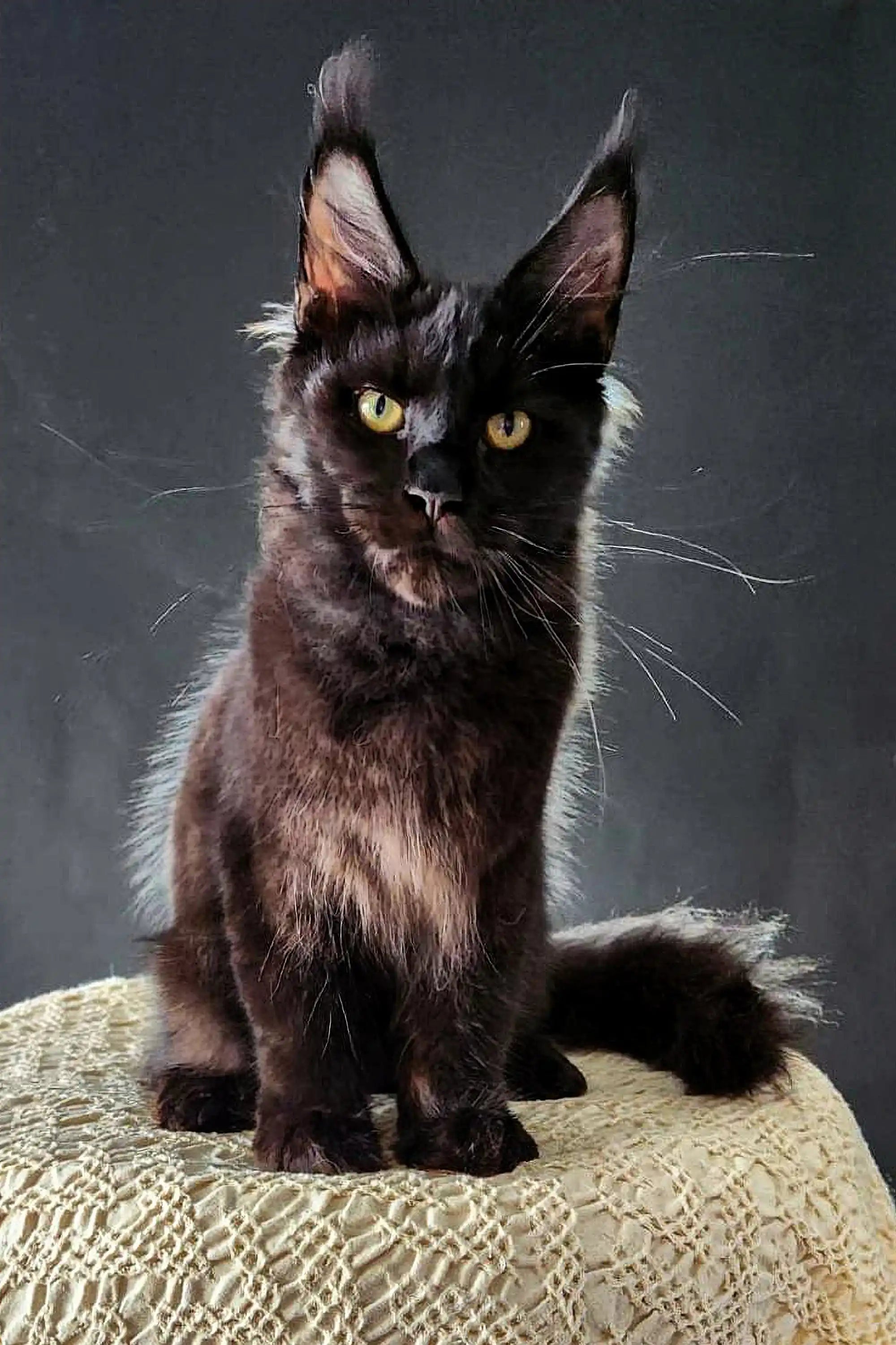 davinci-maine-coon-kitten-