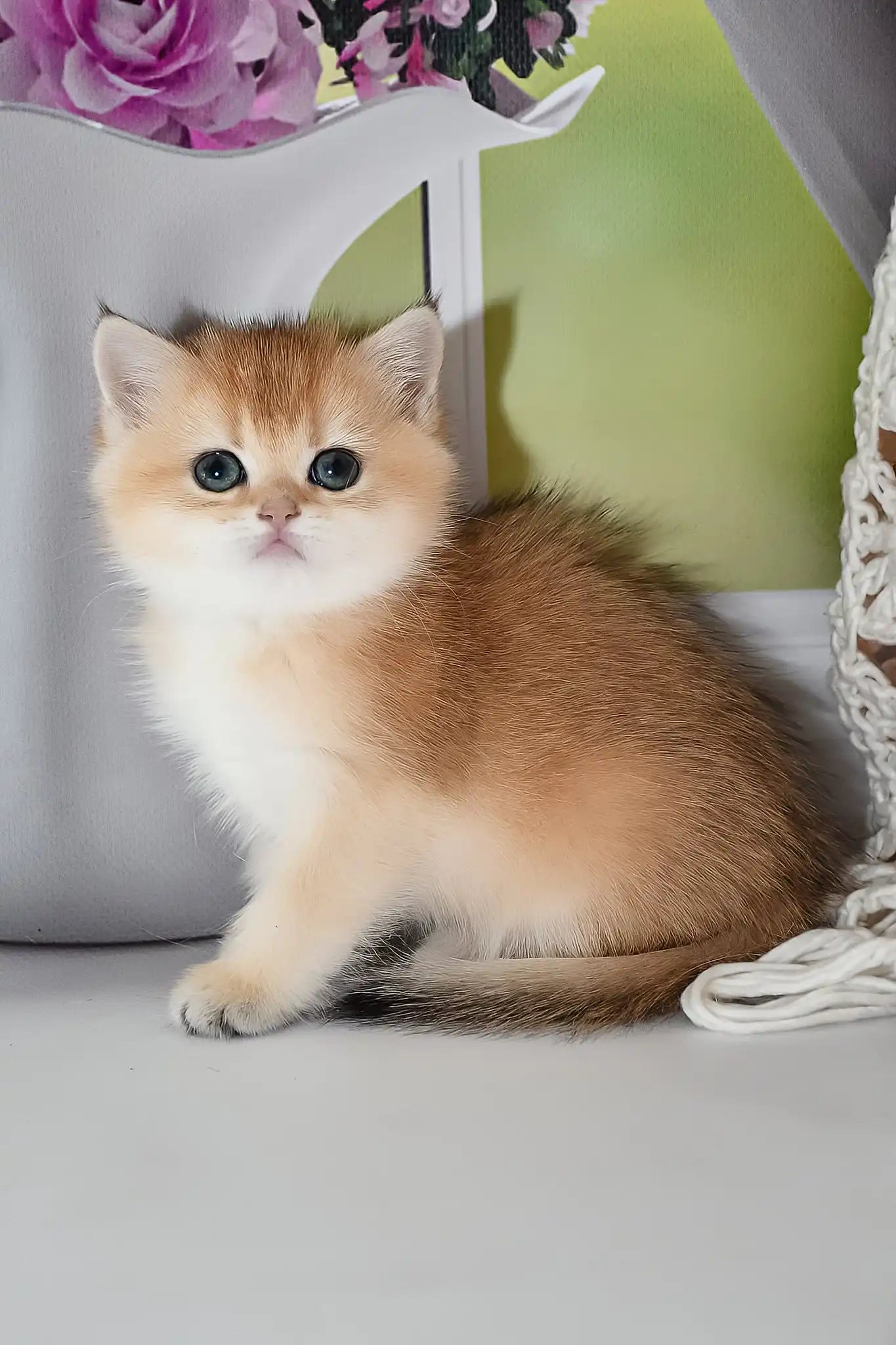 Tabby Cat British Shorthair Flat Face Shorthair Ideas English Rose