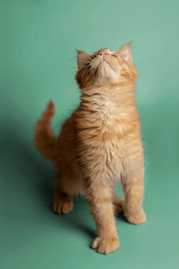 Curious Ginger Maine Coon Kitten looking up in the Daytona product image