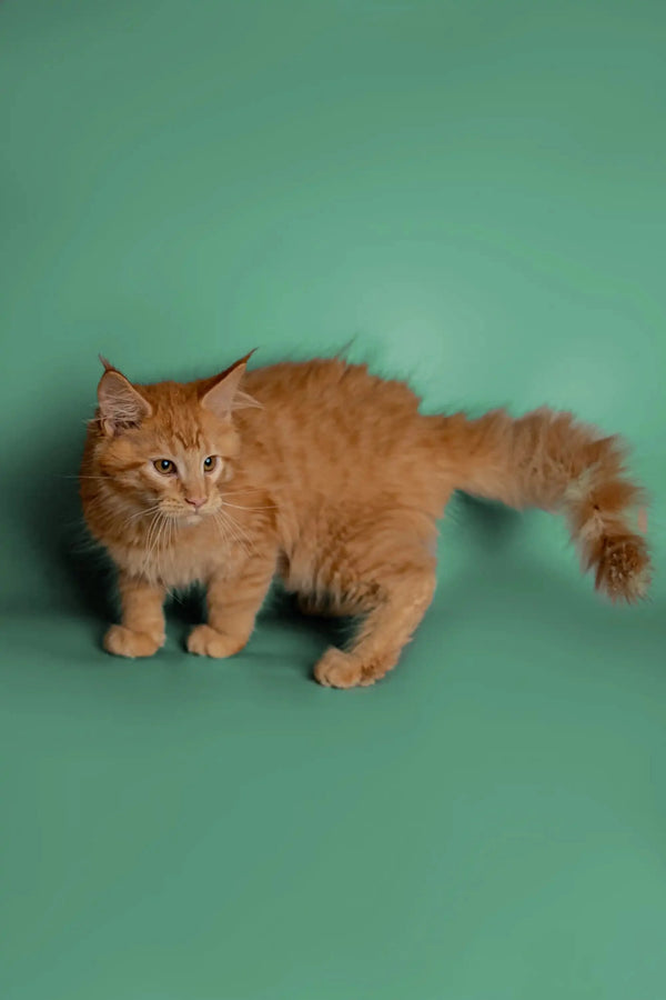 Orange Maine Coon kitten with a fluffy tail, perfect for cuddles and fun
