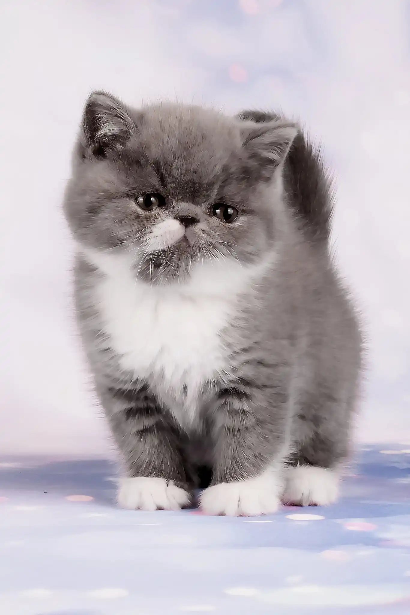 Deirin the Adorable Exotic Shorthair Kitten - Main Image