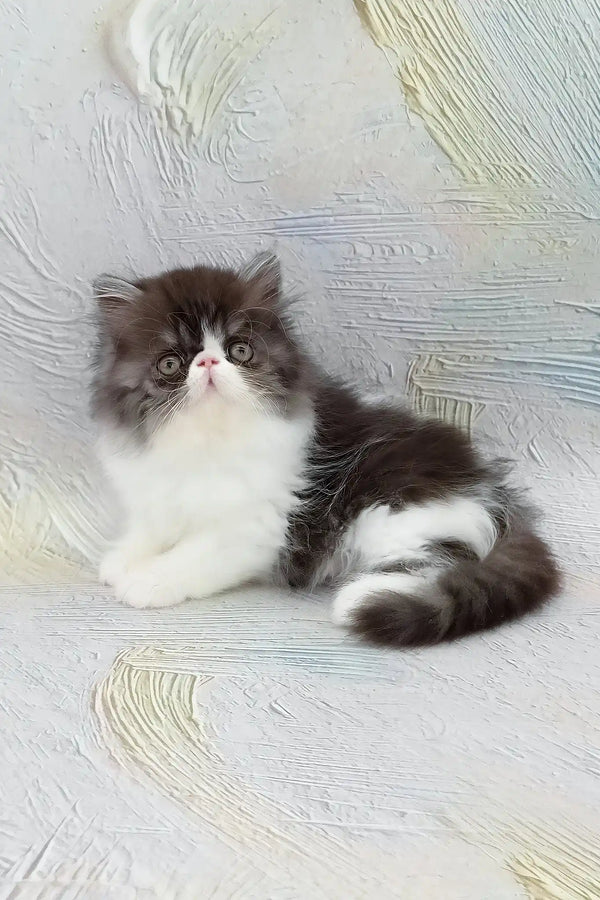 Deissika | persian kitten