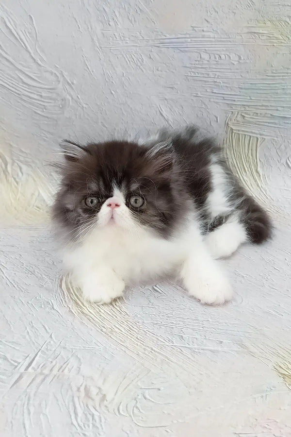Deissika | persian kitten