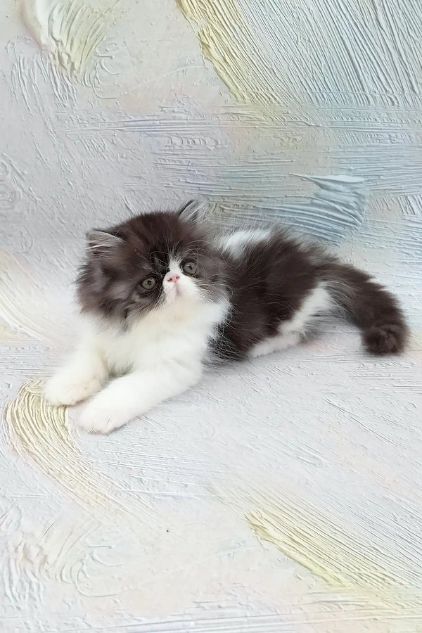 Deissika | persian kitten