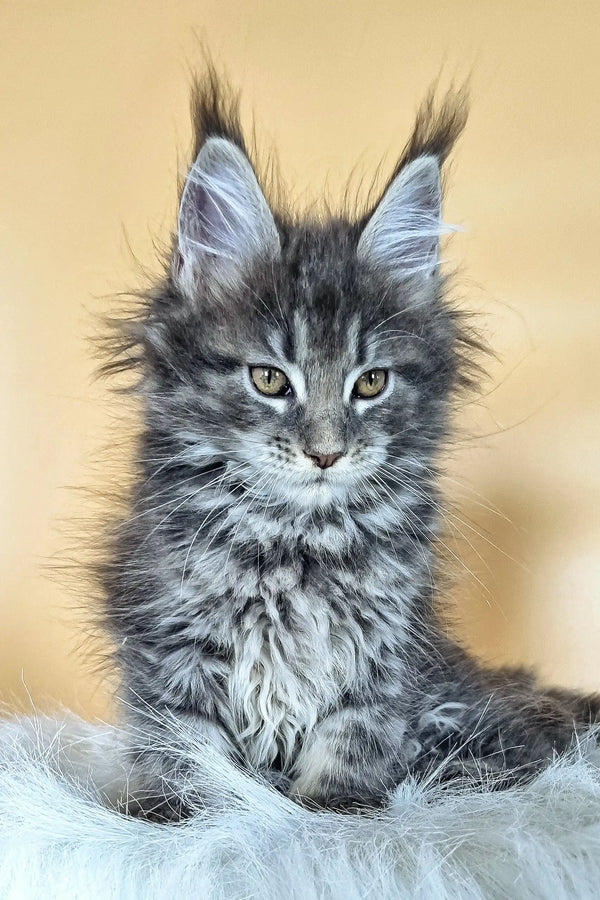 Fluffy gray Maine Coon kitten Delta with ear tufts and bright eyes
