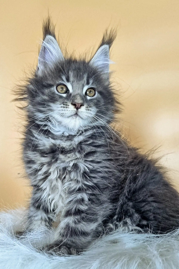 Fluffy Delta Maine Coon Kitten with grey and white fur and bright blue eyes