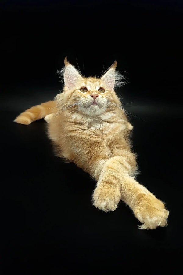 Ginger Maine Coon cat named Demmy showcasing adorable kitten features