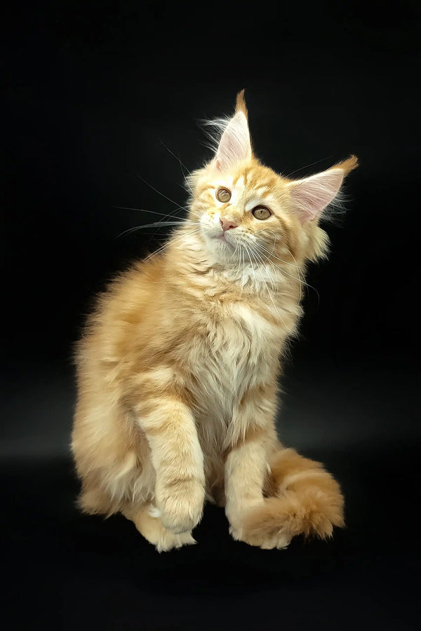 Adorable Ginger Maine Coon kitten from Demmy|Maine Coon Kitten collection