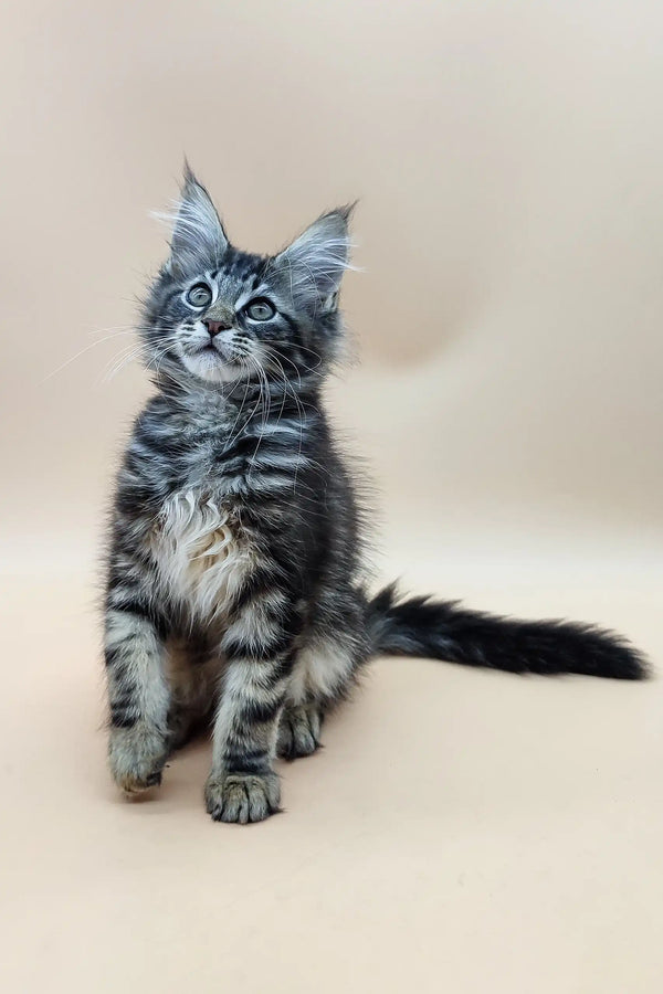 Gray tabby kitten in Den Maine Coon Kitten product, adorable and playful vibe
