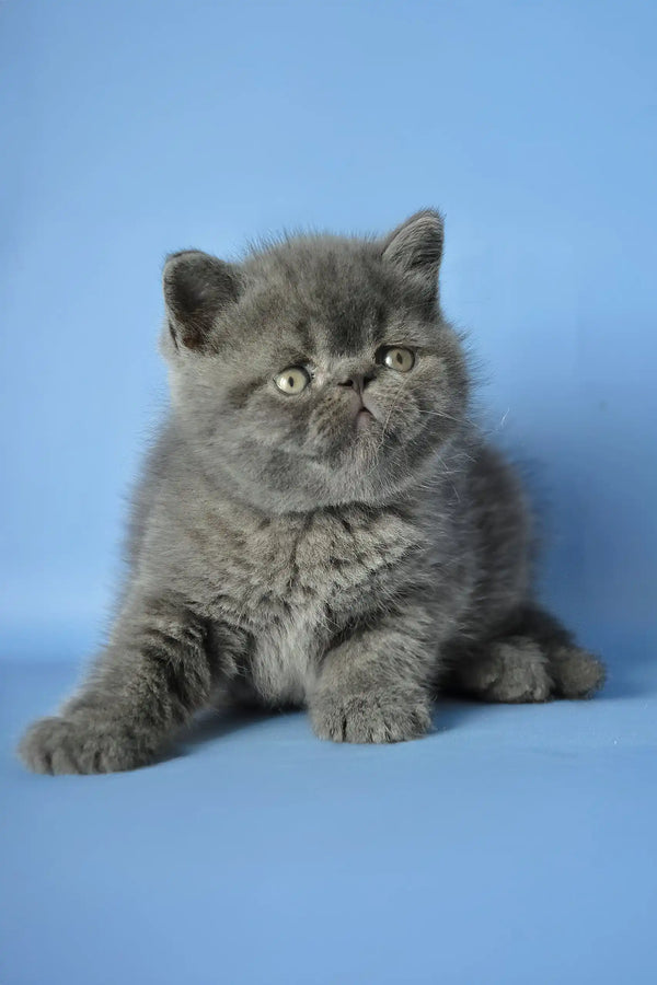 Dendi | exotic shorthair kitten