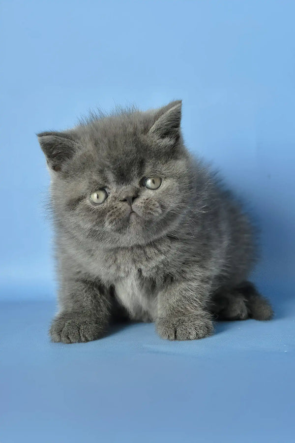 Dendi | exotic shorthair kitten