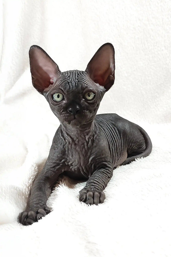 Deni | canadian sphynx kitten