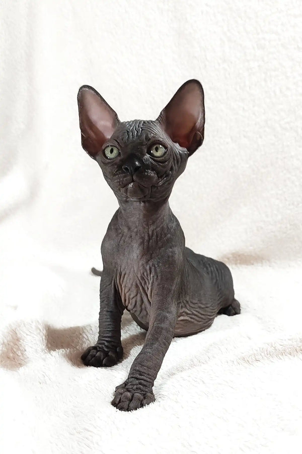 Deni | canadian sphynx kitten