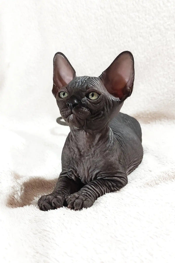Deni | canadian sphynx kitten