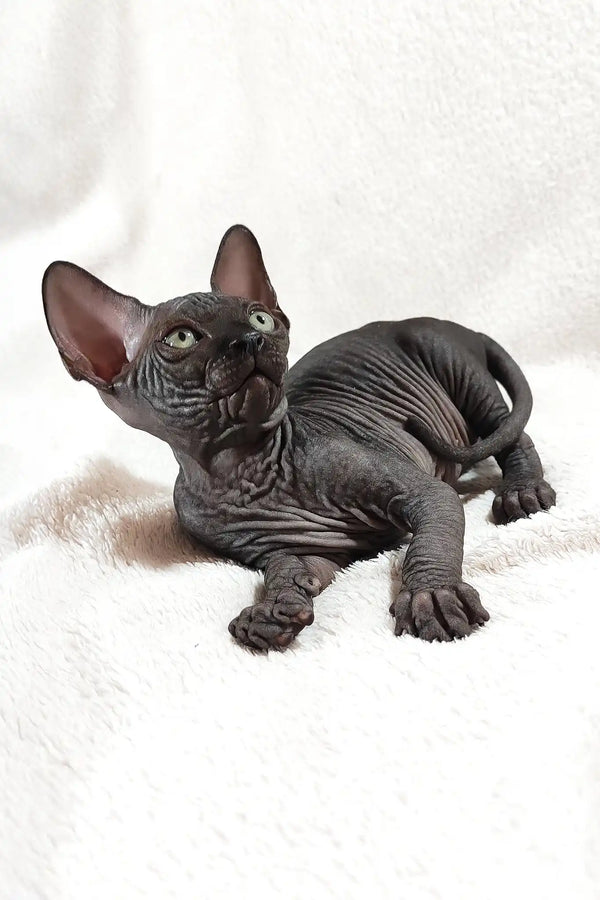 Deni | canadian sphynx kitten